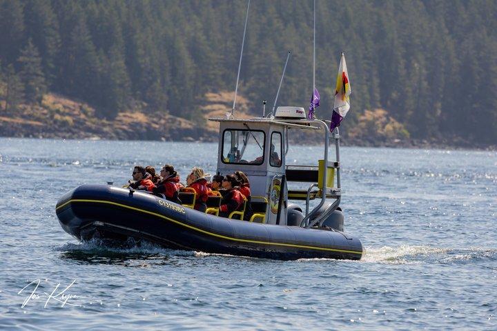 Campbell River, BC: 6 Hour Whale Watching Tour w/ Lunch Included