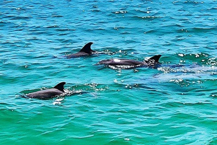 2 Hour Private Dolphin Tour at Panama City Beach