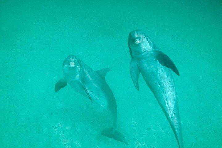 Private 3 Hours Dolphin Tour to Shell Island in Panama City Beach