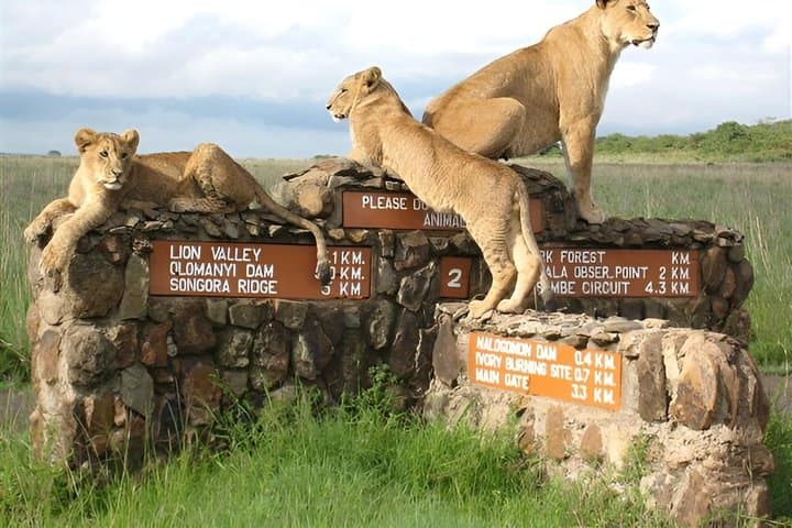 Private Tour Nairobi National Park & orphanage with Entry Tickets