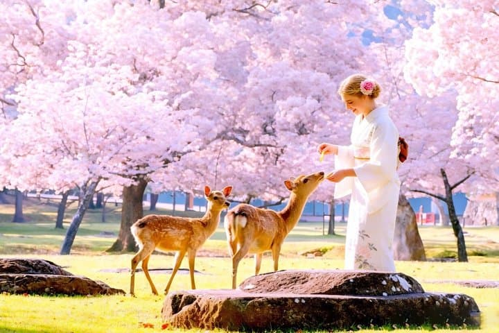 Kyoto and Nara UNESCO Highlights Full-day Tour From Osaka