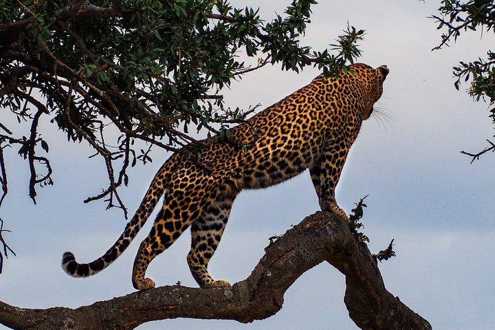 3 Days Tsavo East and Tsavo West Safari from Diani Mombasa Watamu