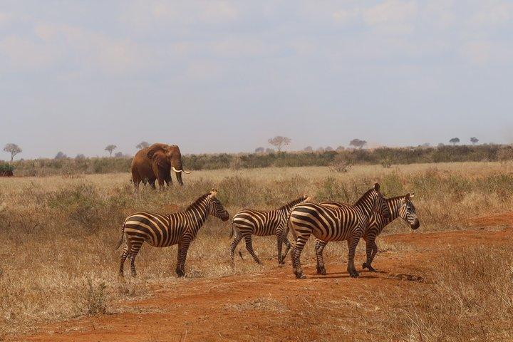 3 Days Tsavo East and Tsavo West Safari from Diani Mombasa Watamu