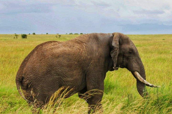 Explore Kenya’s Big Five Private Safari