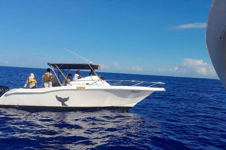 Shared Dolphin Encounter in Mauritius