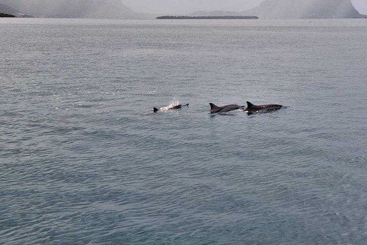 Shared Dolphin Encounter in Mauritius