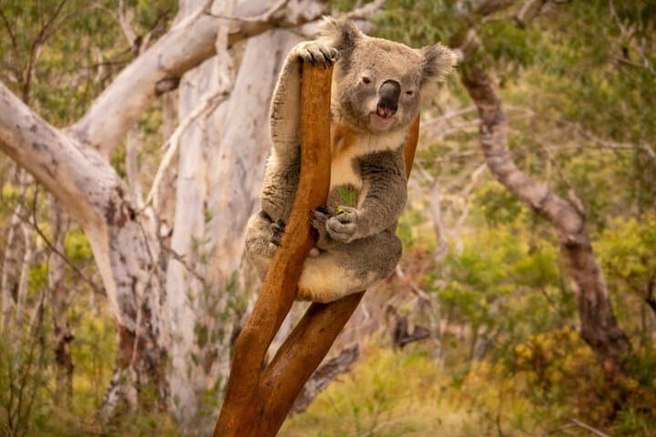 Blue Mountains Private Tour: Scenic World, Wildlife & Koala Photo