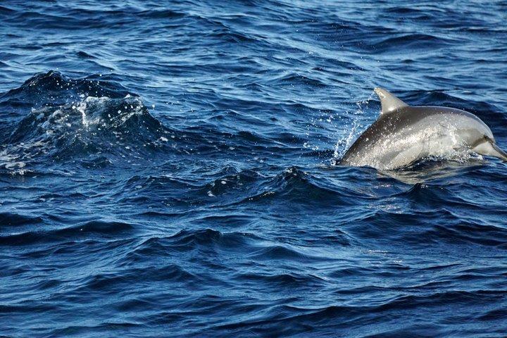 Dolphin Island Boat Trip – Swim, Sun & Lunch Included
