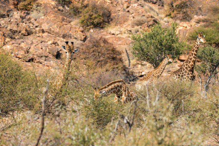 Mapesu Private Game Reserve Walking Safari