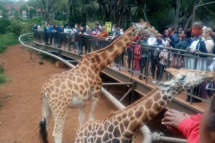 Karen Blixen Museum Giraffe Center and Souvenir Shopping Tour