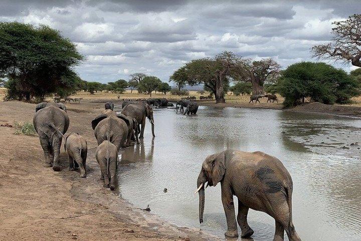 Experience Ngorongoro's Wonders with Private 8-Day Tour