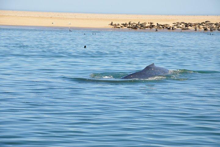Marine Dolphin Seal Cruise