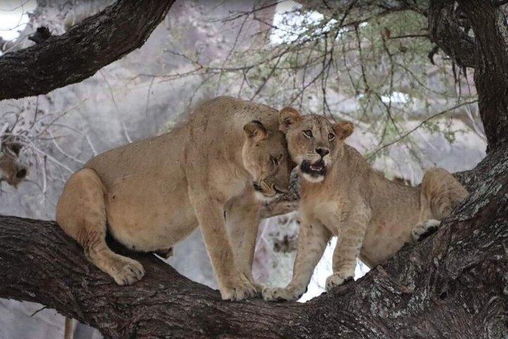 Ngorongoro 5 Day Private Tour with Transportation