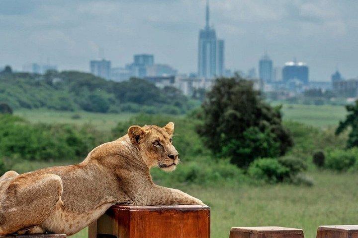 Nairobi: 5-Hour Nairobi National Park Safari Morning and Evening