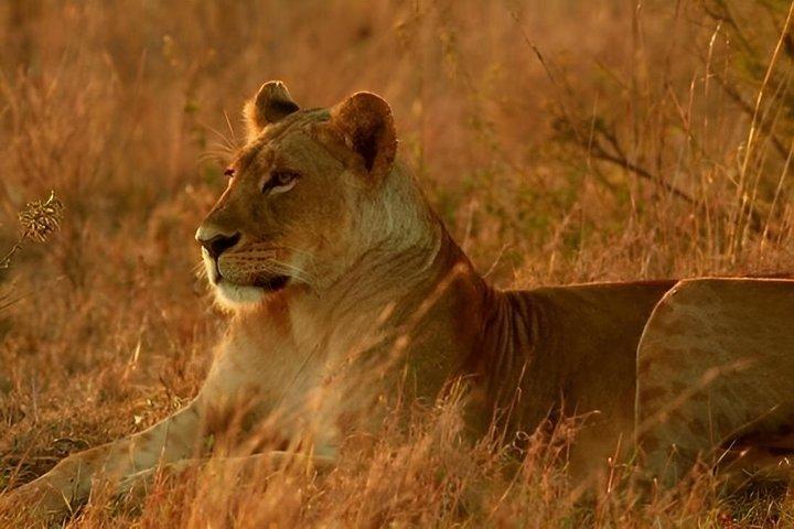 Nairobi: 5-Hour Nairobi National Park Safari Morning and Evening