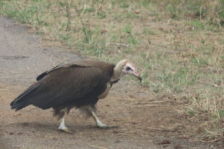 3 Day Kruger National Park Safari & Panorama Route