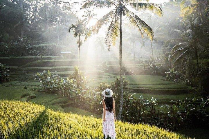 Tegalalang Rice Terrace, Monkey Forest & Waterfalls Tour