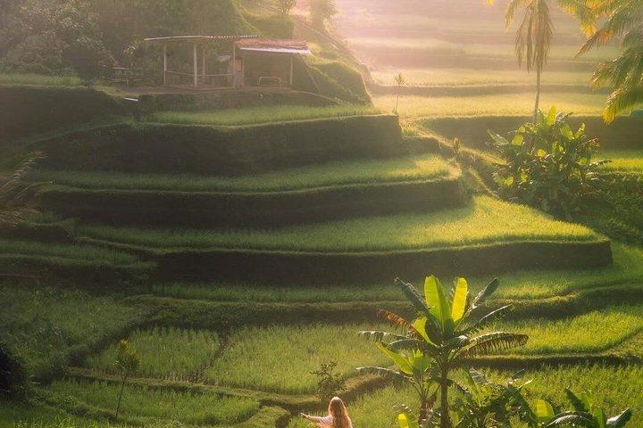 Tegalalang Rice Terrace, Monkey Forest & Waterfalls Tour