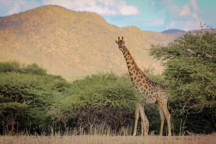 Okapuka Game Drive