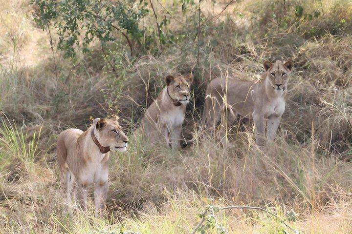 One Day Akagera National Park Big Five Safari