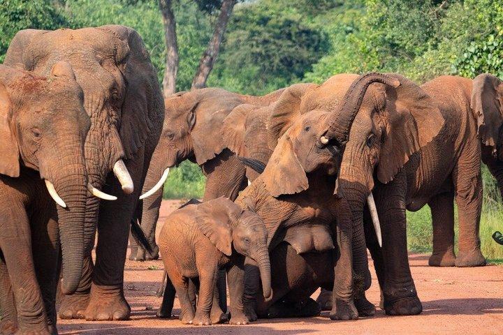 One Day Akagera National Park Big Five Safari