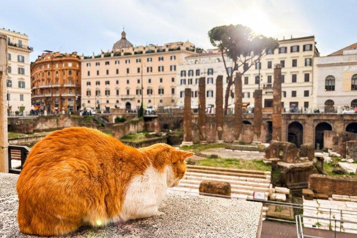 Julius Caesar's Final Hours Tour from the Roman Forum