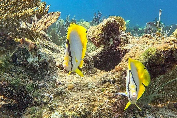 Morning Half Day Cruise from Providenciales with Snorkeling and Iguana Island