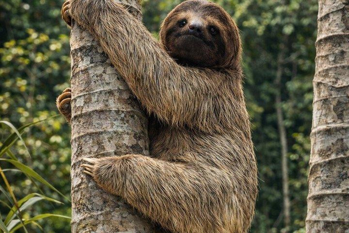 Sloth Watching, Miravalles Volcano, Hot Springs & Hidden Waterfall