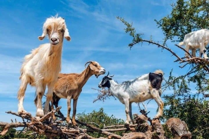 Morning Tour: Souk El Had & Goats Climbing Trees