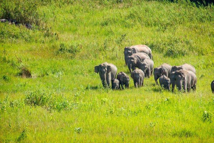 Khao Yai National Park 2 Day Tour from Bangkok