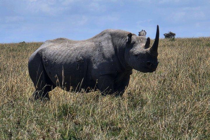 6 Days Safari Masai Mara Naivasha Amboseli Adventure