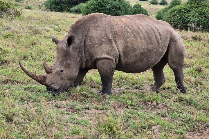 4 Day Masai Mara and Nakuru Flamingos Safari Experience