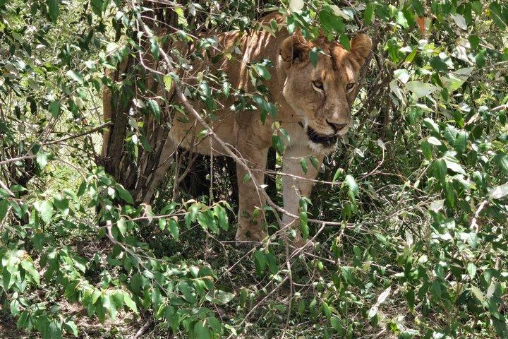 8 Day Wildlife Safari From Mara Plains to Tsavo National Park