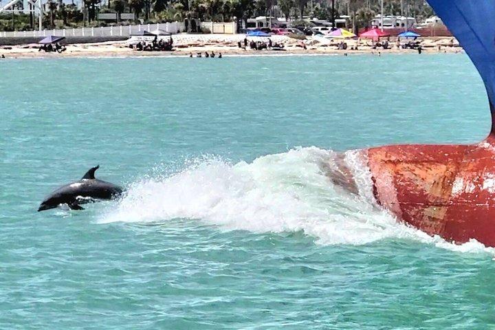 Eco Tour and Dolphin Watch