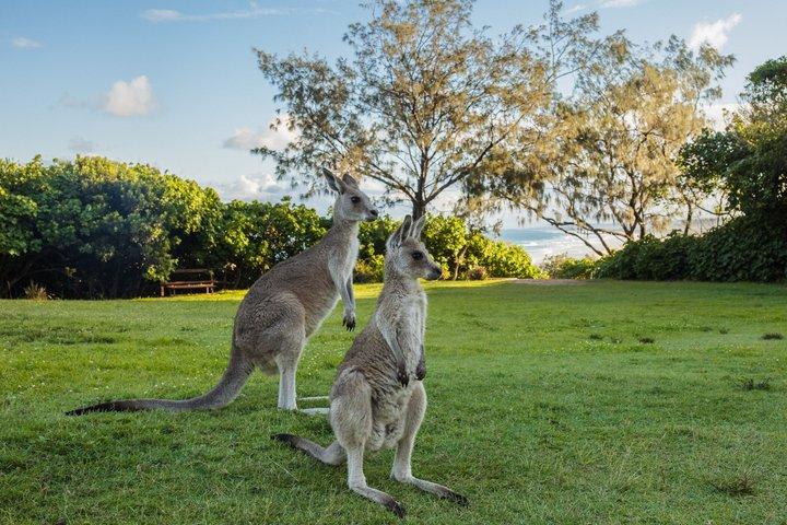 Straddie Sun Sand and Surf Tour Wildlife Culture and Beach Fun