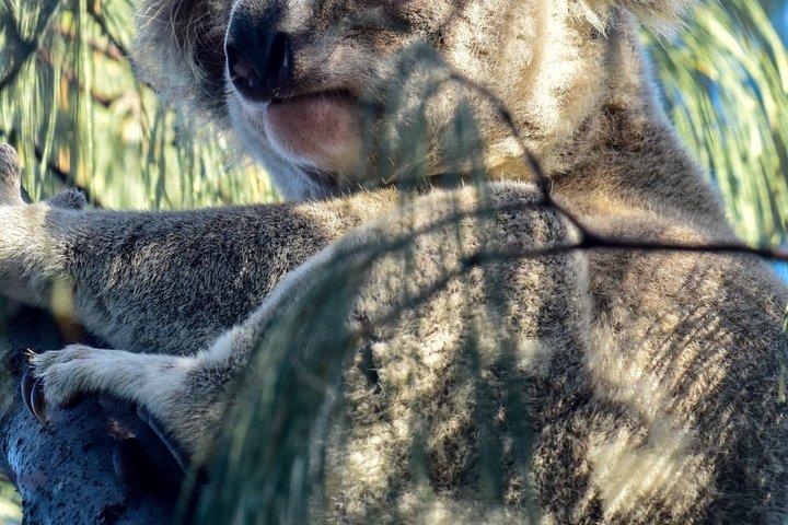 Straddie Sun Sand and Surf Tour Wildlife Culture and Beach Fun