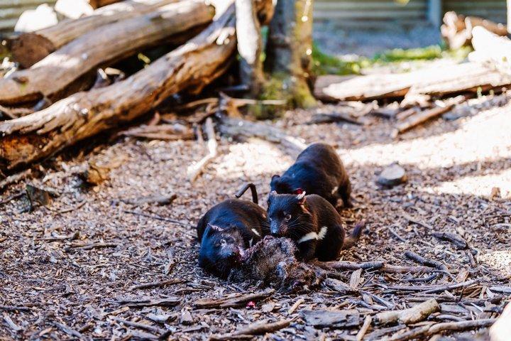 1-Hour Tasmanian Devil Feeding Day Tour at Cradle Mountain