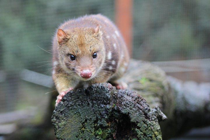 1-Hour Tasmanian Devil Feeding Day Tour at Cradle Mountain