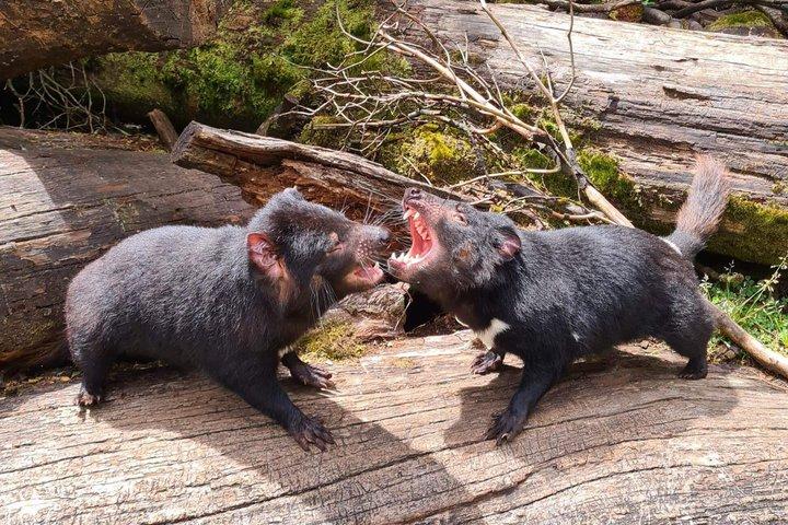 1-Hour Tasmanian Devil Feeding Day Tour at Cradle Mountain