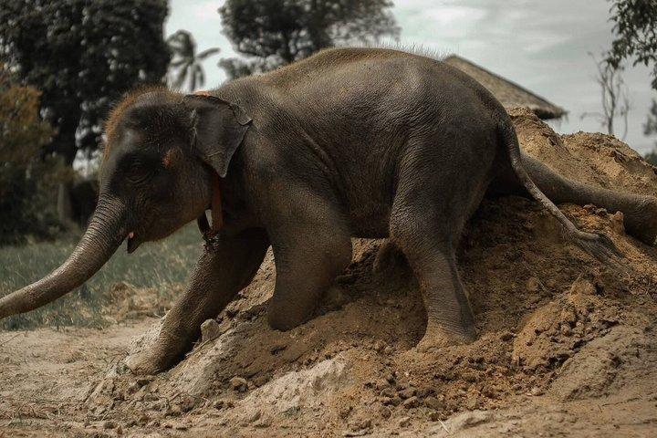 Samui: Elephant Jungle experience & The First Elephant Museum