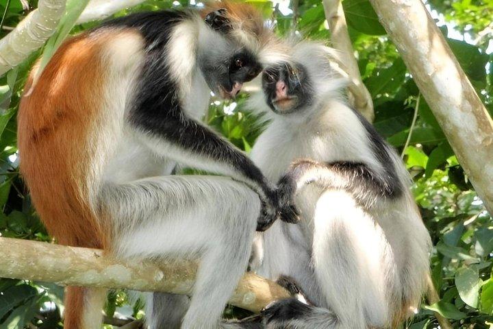 Zanzibar Jozani Forest Walking Tour