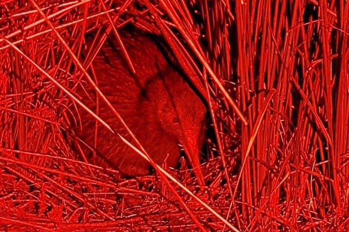 Tawharanui Wild Kiwi Bird Spotting Encounter