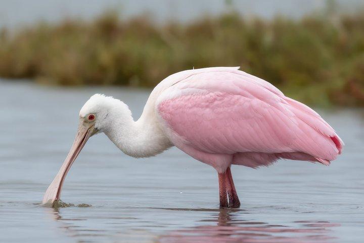 New Orleans Wings of the Wetlands Guided Birding Expedition