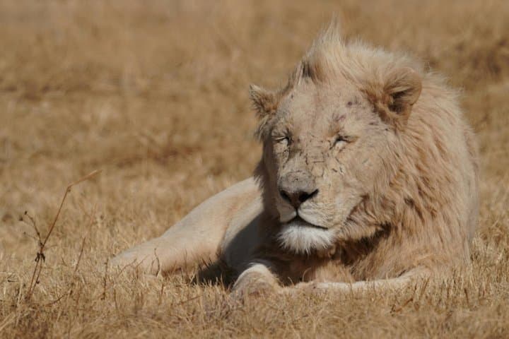 3-Days Masai Mara Migration Experience:Shared 4×4 Jeep Safari