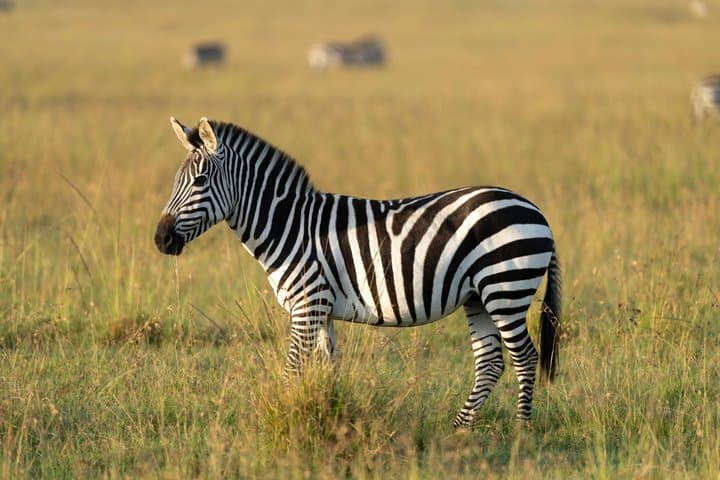 3-Days Masai Mara Migration Experience:Shared 4×4 Jeep Safari