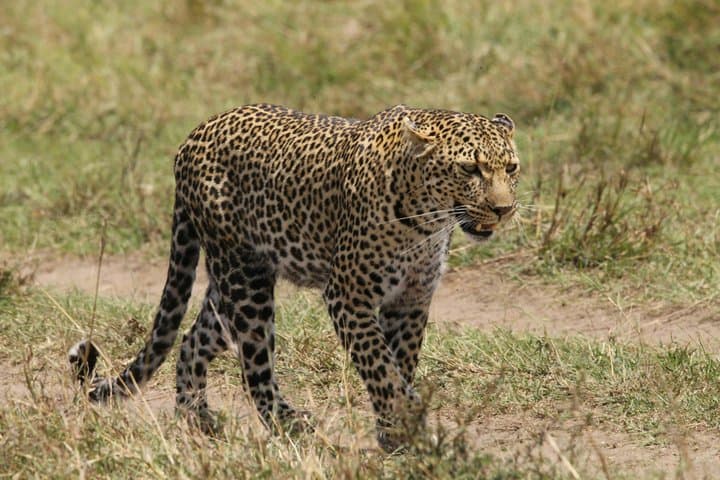3-Days Masai Mara Migration Experience:Shared 4×4 Jeep Safari