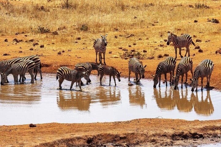 3-Days Masai Mara Migration Experience:Shared 4×4 Jeep Safari