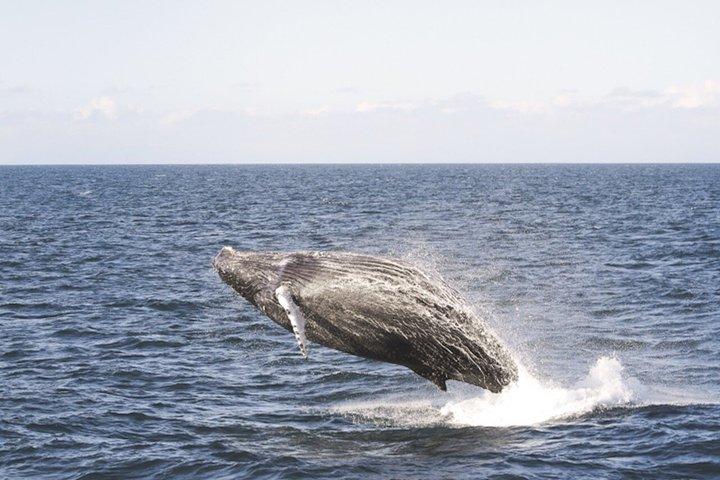 Whale Watching from Akureyri with Roundtrip Transfer