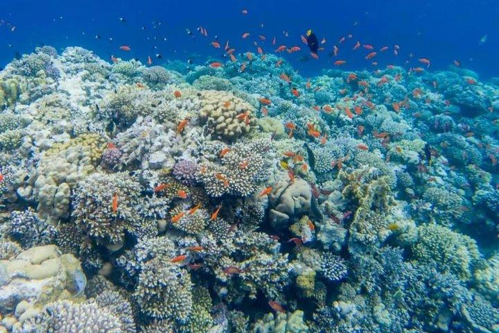 Sharm 3 Pools Dahab Tour, Quad, Camel, Red Canyon & Lunch