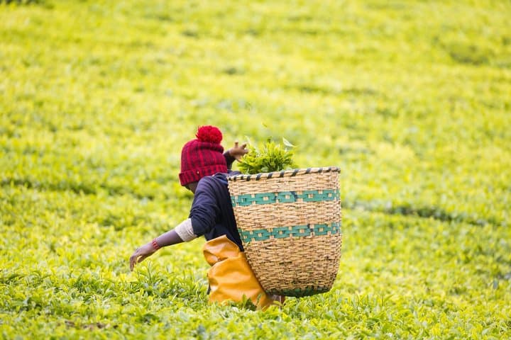 Nairobi Private Tea Tour Kiambethu Farm Plantation experience